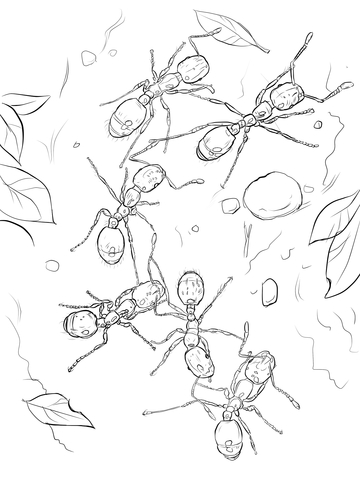 Fire Ants Coloring Page